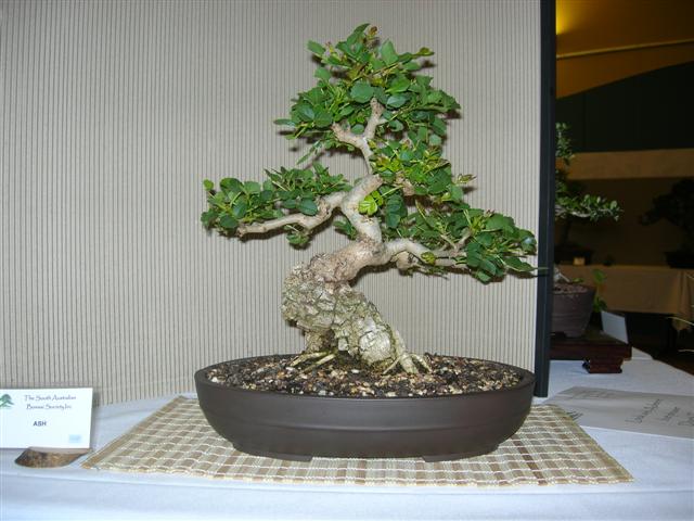 Expo de bonsai a Adelaide Dscn2911