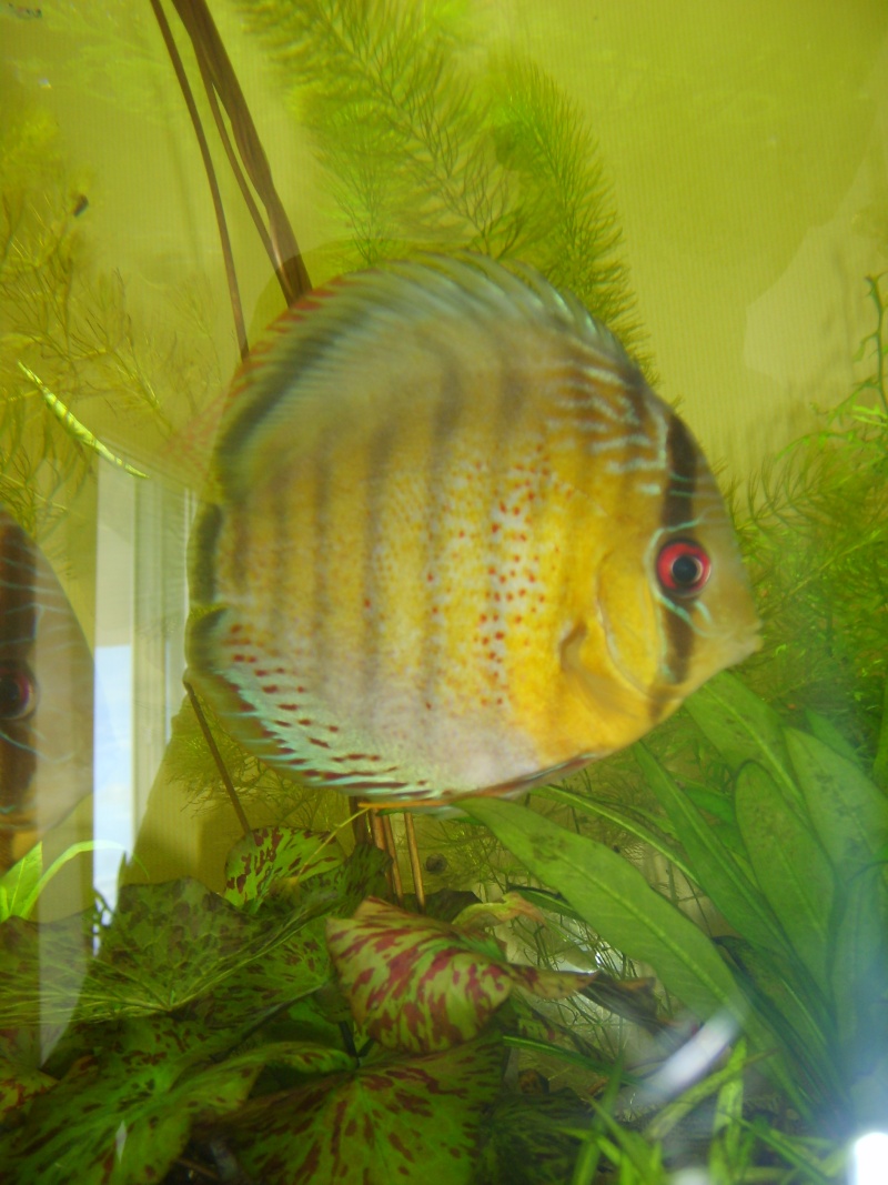 Discus Sauvage a vendre! S6000313