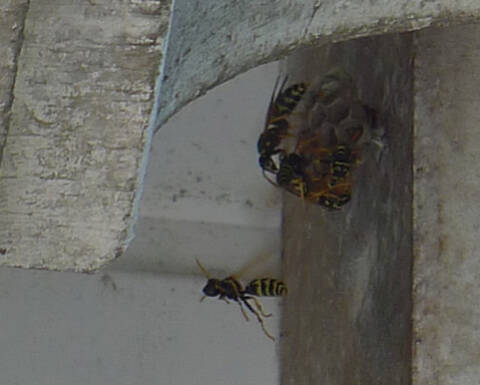 Probleme De Nids De Guepes Sous Pente