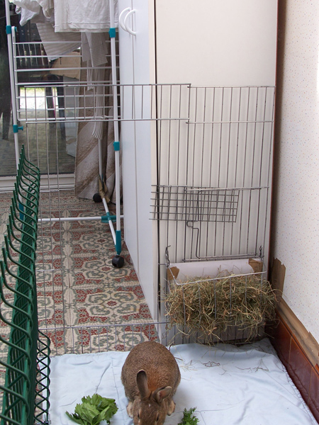 Habitation des lapins : exemples de cages, enclos ... 100_5513