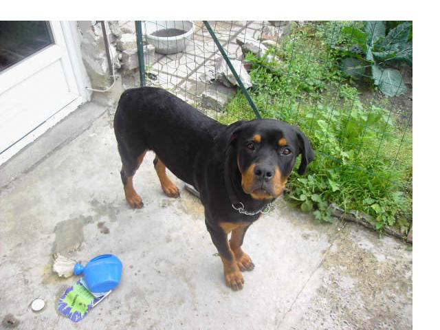 sos pour un bébé rottoto de 8 mois . Rott_810