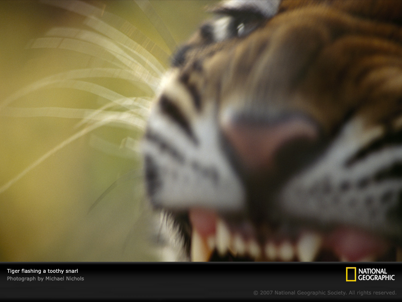 FOTOS ESPECTACULARES DE TODO EL MUNDO - Página 6 Tiger-10