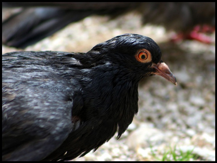 Petit pigeon Pigeon10