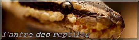 Règlement et conditions d'utilisations de l'antre des reptiles ( à lire avant inscriptions) Sans_h11