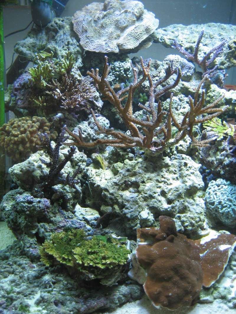 Le 500 litres de reef : Novembre 2012 : ça repart !! - Page 2 Img_2119