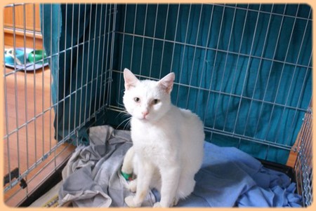 chat a adopter 22062010