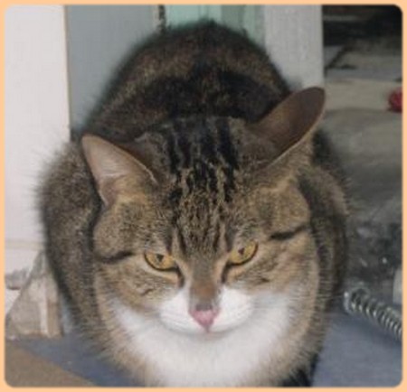 chat a adopter Prince10