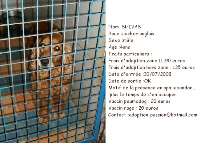 shivas cocker male golden 4 ans risque l'euthanasie Sans_t11