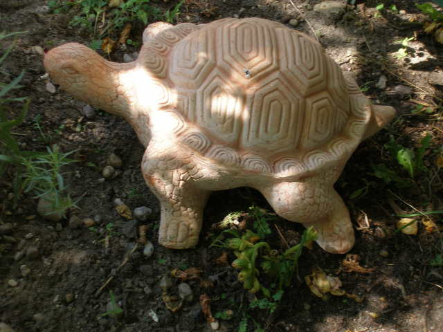 Pouvez vous identifier ces tortues et de quelles espèces svp P8100615