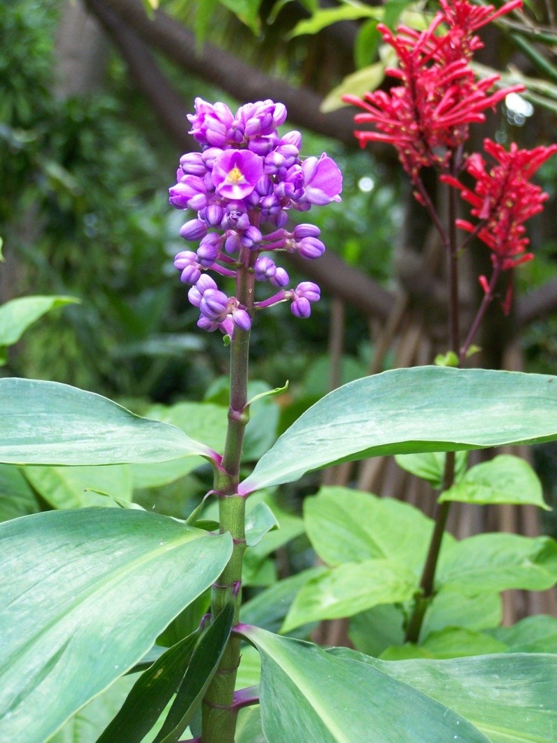 Le gingembre bleu , Blue ginger Photo_11