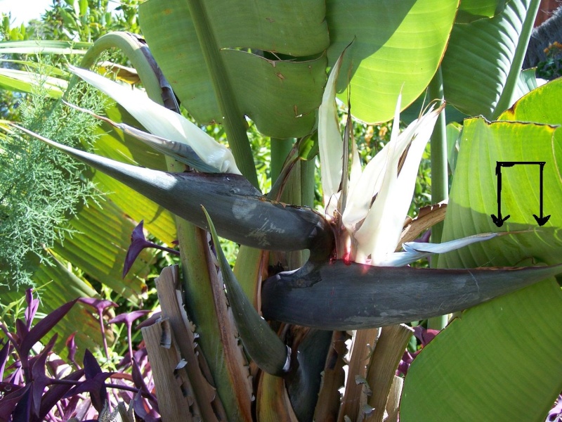 Strelitzia reginae, graines après les fleurs? Streli11