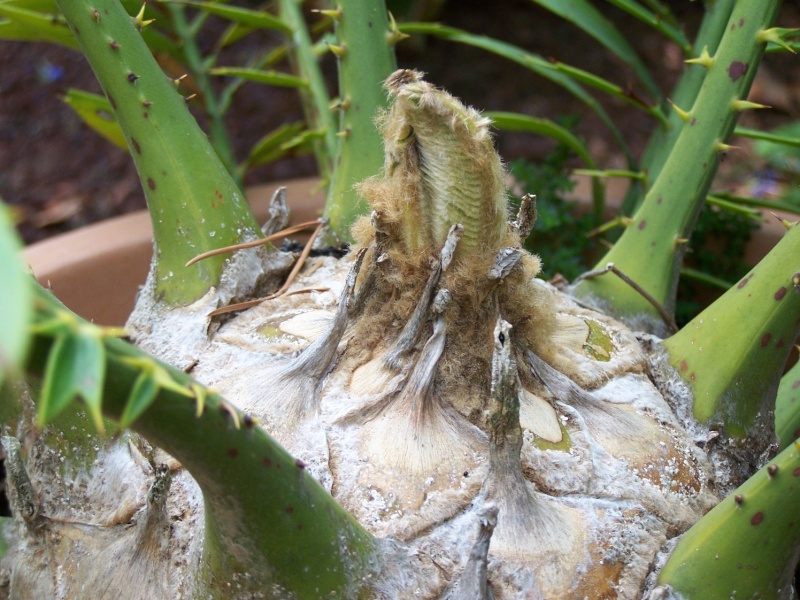 Encephalartos Natalensis Wxc_0014