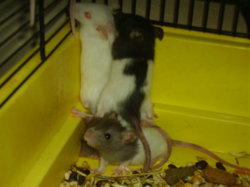 donne 6 bb rats dans le  06 (grasse) Imgp0010