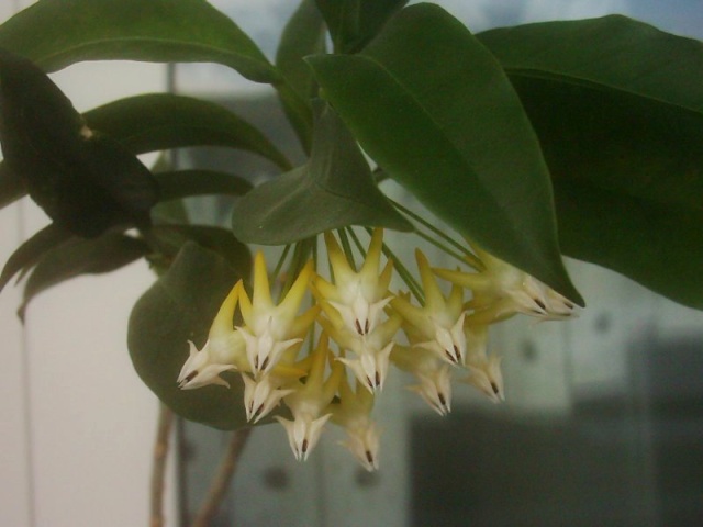 another non Mammillaria: Hoya Hoya_m13