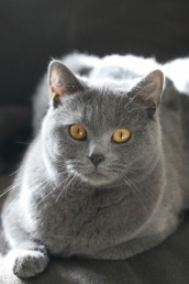 CHARTREUX Chartr11