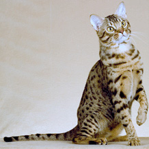 OCICAT Ocicat10