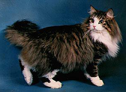 Chat Des Bois Norvegien Chat Des Bois Norvegien