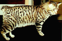 Chat De L Ile De Man