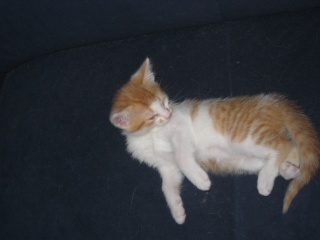 4 chatons de 7 semains a donner Img_0212