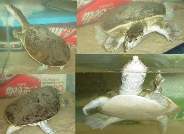 just some pics of my turtles Flippe10