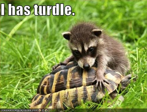 funny but cute animals Ihastu10