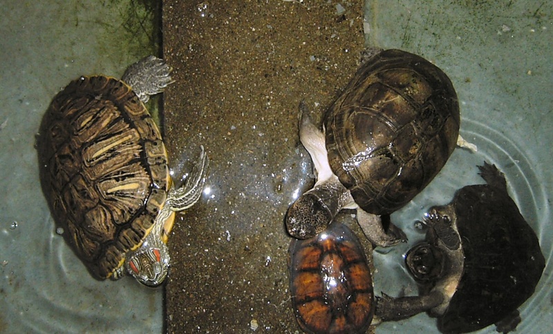 just some pics of my turtles Kif_1912