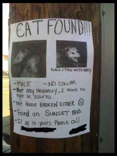 lost cat? Lost_c10