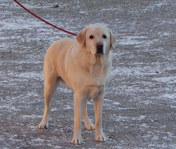 [adopté!] Hugo mâle labrador sable 5 ans (62) Hugo110