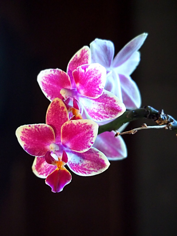 Orchidée P2273310