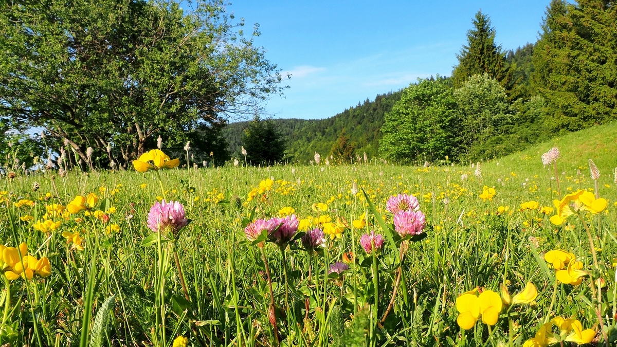 concours photo "Au ras du sol" Mai 2023 P5301711