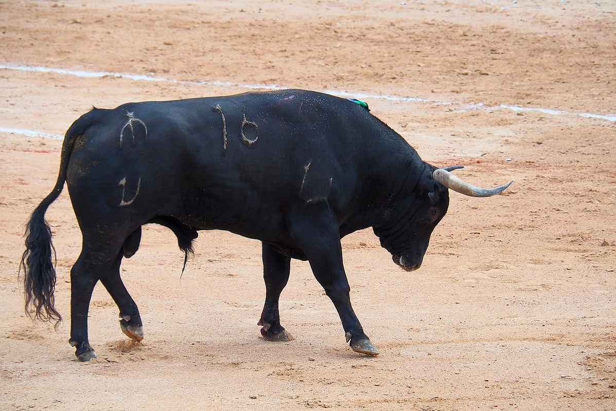 Toro bravo (et la suite) P6167411