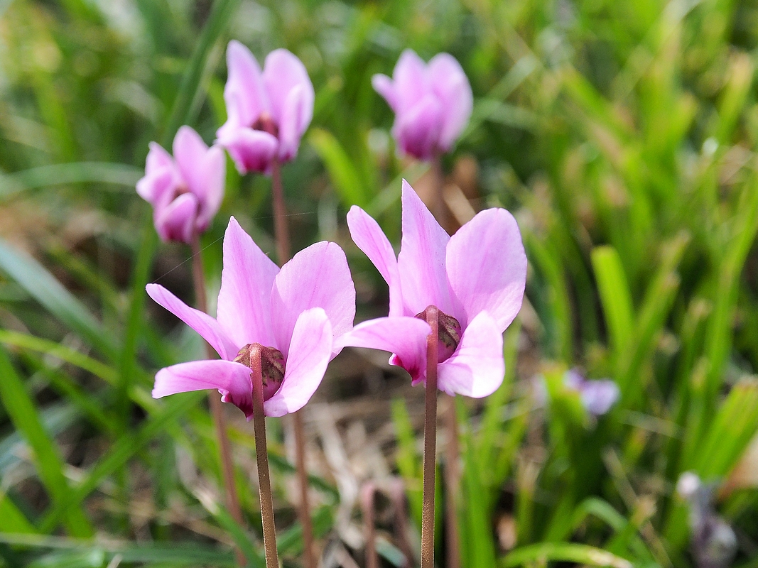 Cyclamen Q9181513