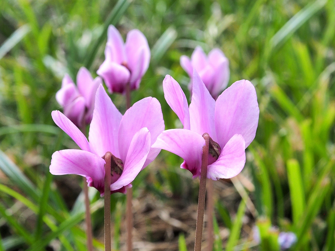 Cyclamen Q9181514