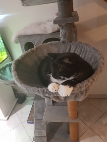 NEREO, chaton mâle marbré noir/smocke et blanc, né vers le 15/04/17 20190115