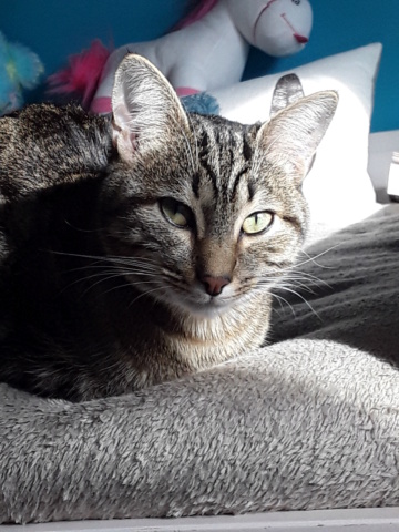 ORIDA chaton femelle  brown tabby, née le 12 avril 2018 20190212