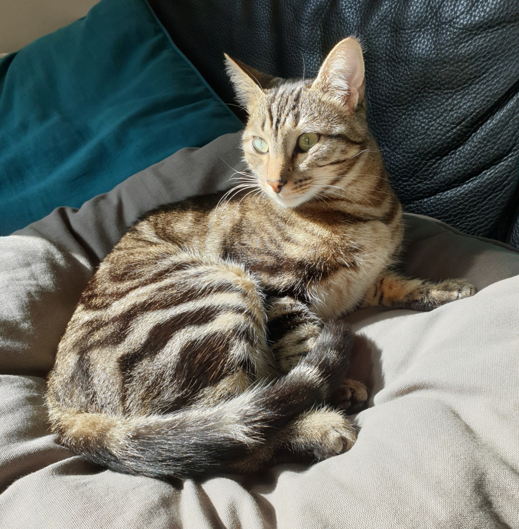 ORIDA chaton femelle  brown tabby, née le 12 avril 2018 20191018