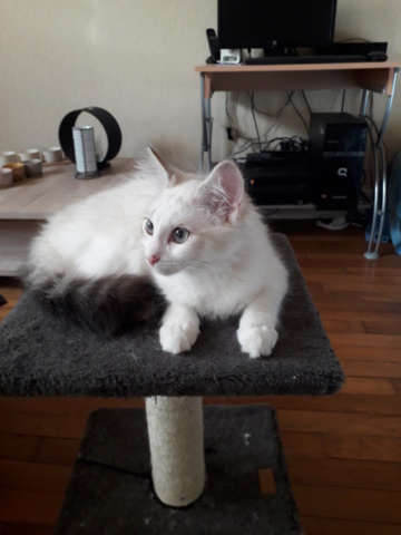 Saphir, chatonne blanche et marron poils longs, née le 11/03/21 20210710
