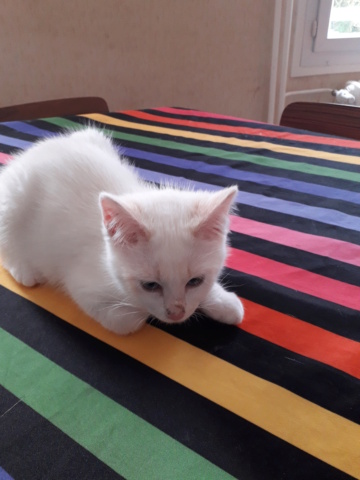 Saphir, chatonne blanche et marron poils longs, née le 11/03/21 20210712
