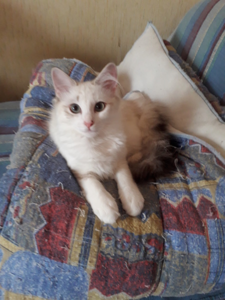 Saphir, chatonne blanche et marron poils longs, née le 11/03/21 20210812
