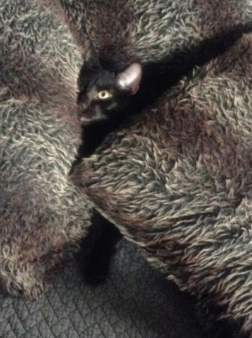 ORIZON, chaton noir, est né le 11 juin 2018 Img_3511