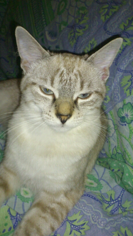 ROSIE, chatonne type européenne croisée siamoise Tabby Point, née vers le 15/03/20 Messag12