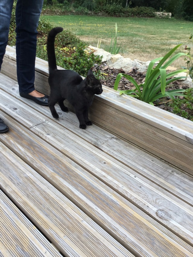 Pipo chaton  noir smoke européen né le 7 mars 2019  Pilou110
