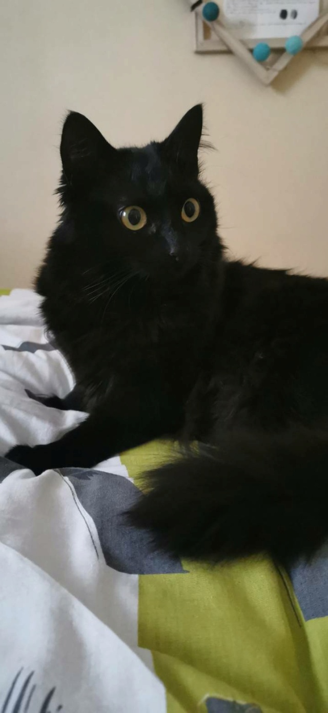 PEMA, chatonne européenne noire mi-longs, née le 30/04/19 Snapch12