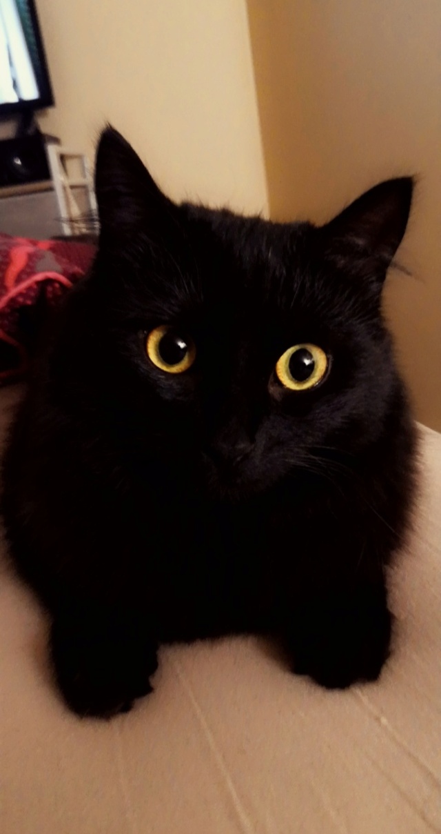 PEMA, chatonne européenne noire mi-longs, née le 30/04/19 Snapch13