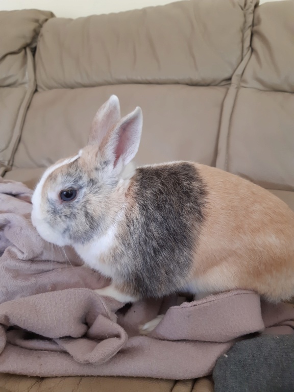 Rimbaud, lapin nain mâle d'au moins 3 ans. 20200711
