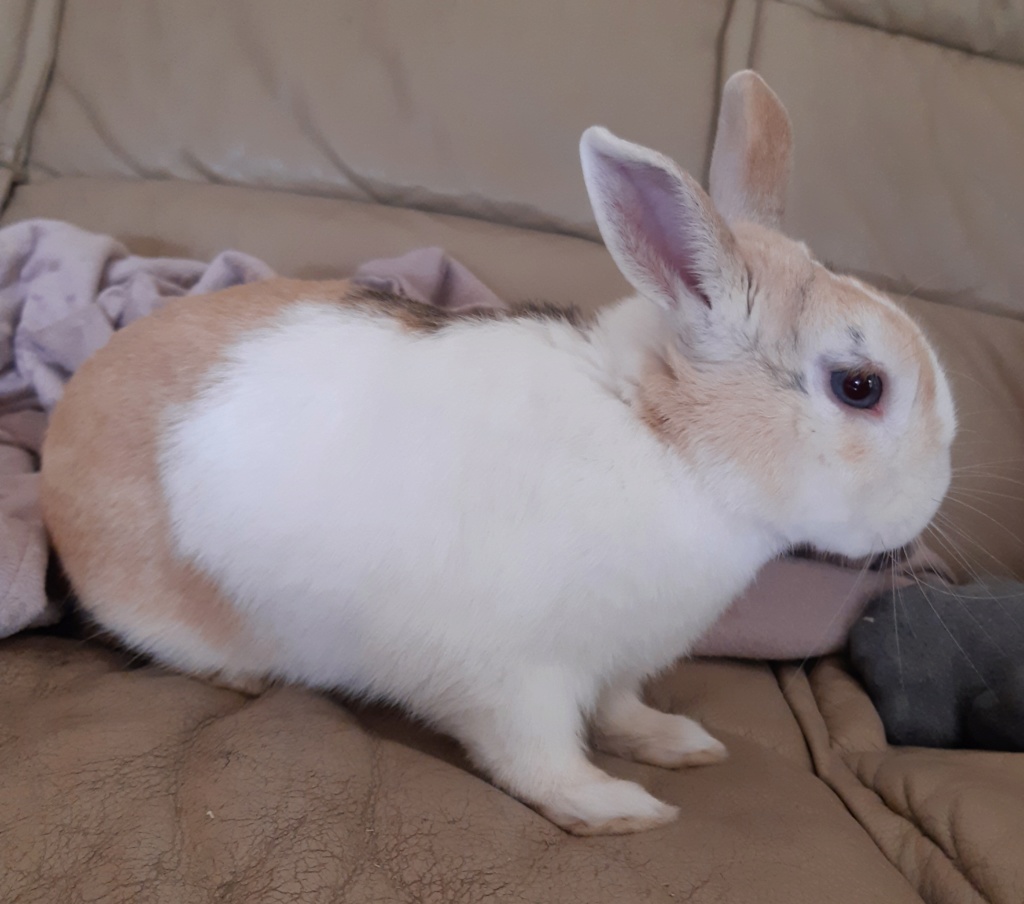 Rimbaud, lapin nain mâle d'au moins 3 ans. 20200713