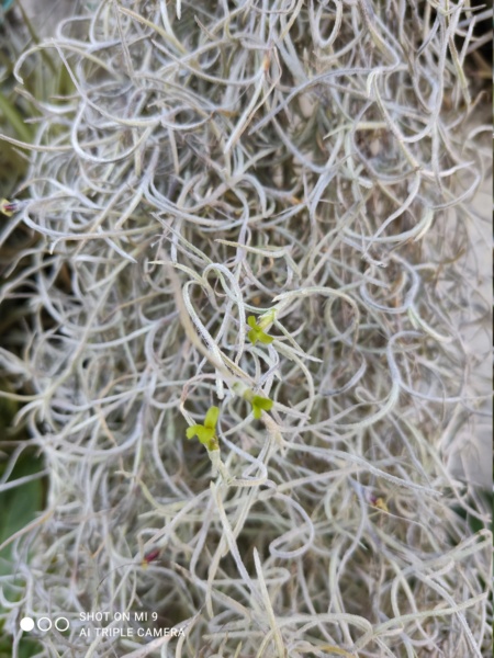 Tillandsia usneoides en fleurs  210