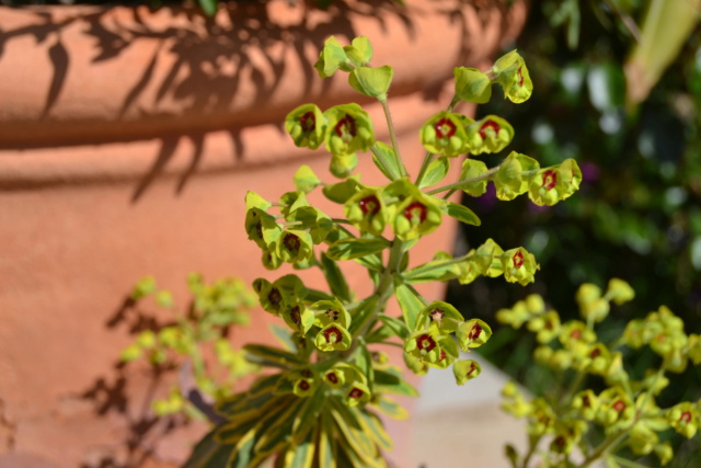 Euphorbia characias  Dsc_0114