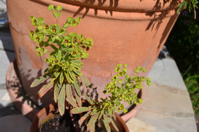 Euphorbia characias  Dsc_0115