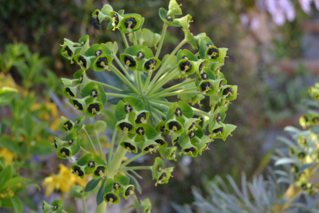 Euphorbia characias  Dsc_0117